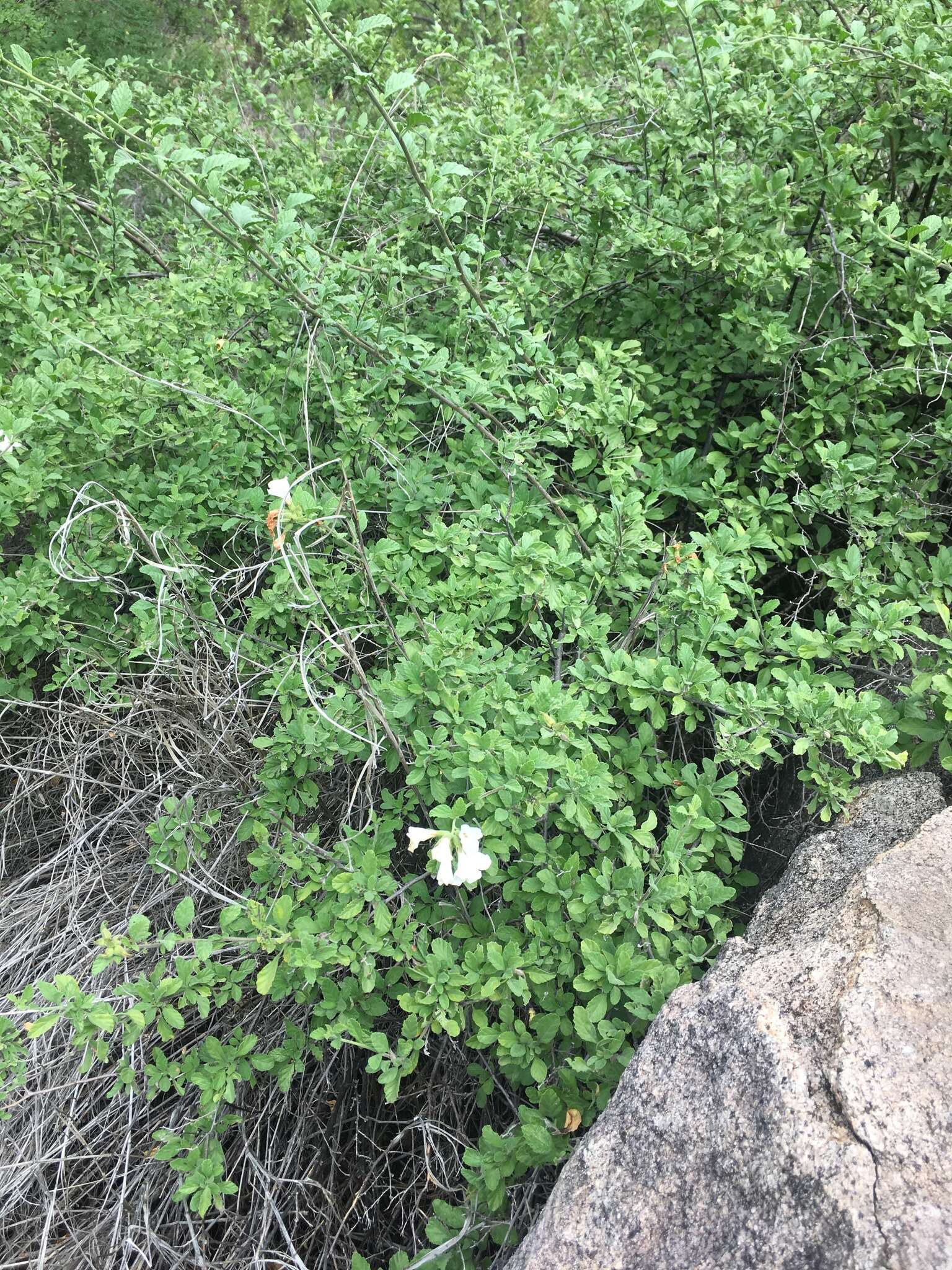 Cordia parvifolia A. DC. resmi