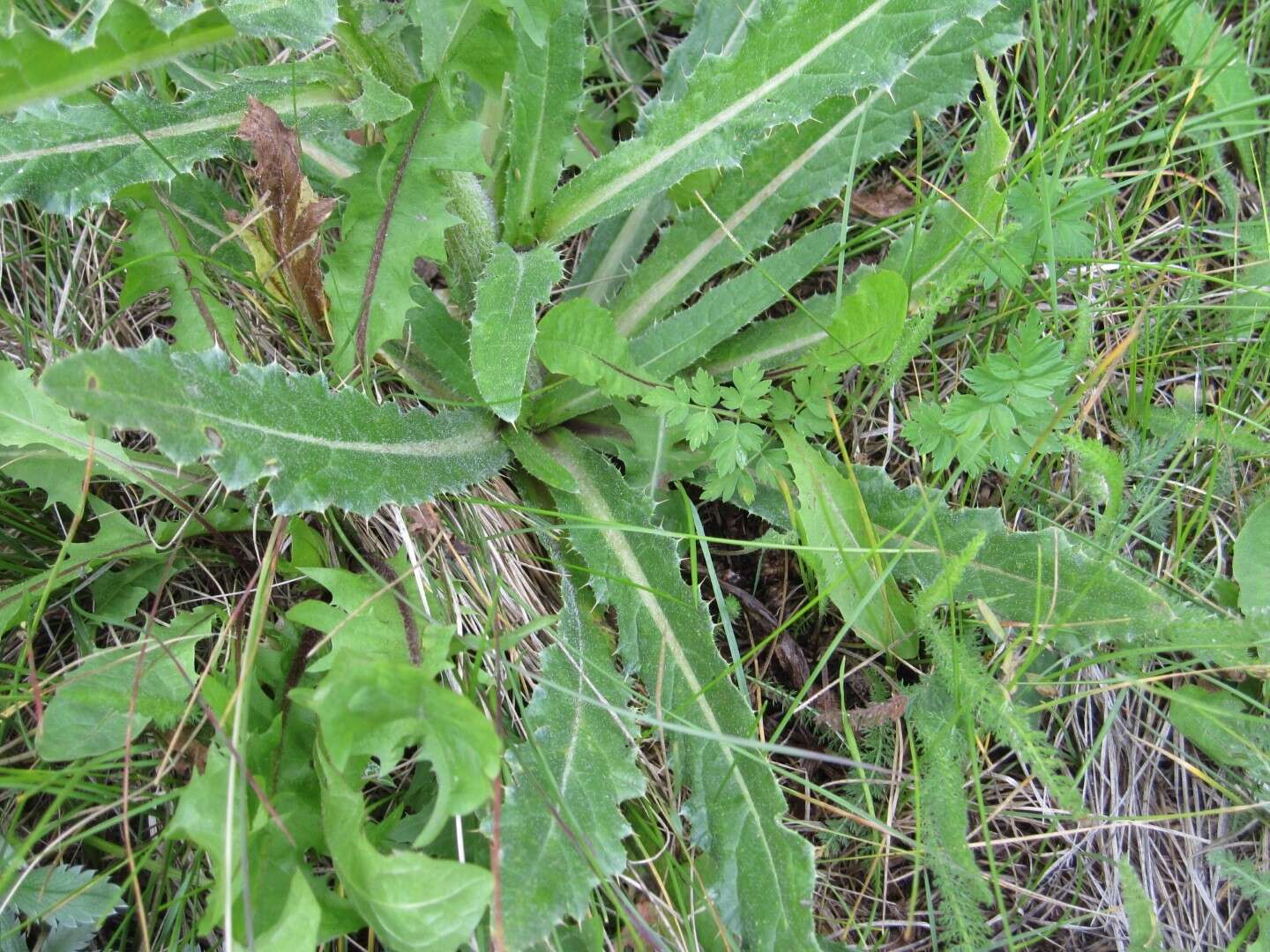 Plancia ëd Cirsium parryi (A. Gray) Petr.