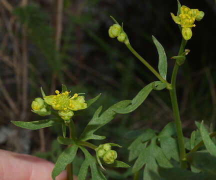 Image of Tadpole Alkali Buttercup