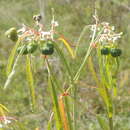 Image of Euphorbia succedanea L. C. Wheeler