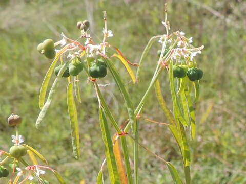 Image of Euphorbia succedanea L. C. Wheeler