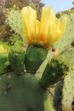 Sivun Okaopuntia kuva