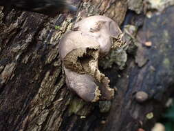 Imagem de Lycoperdon subincarnatum Peck 1872