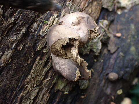 Imagem de Lycoperdon subincarnatum Peck 1872