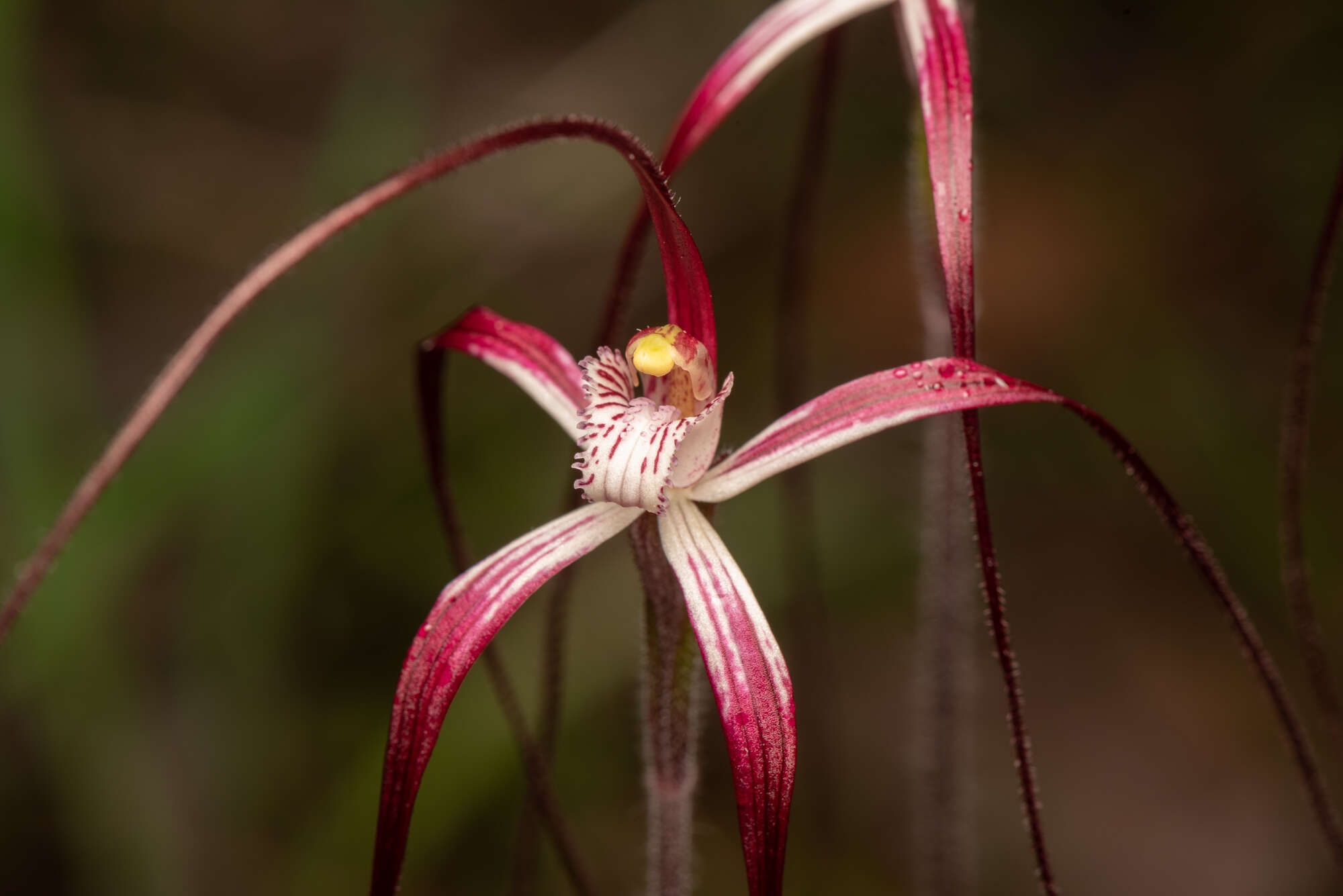 Caladenia exilis subsp. vanleeuwenii Hopper & A. P. Br.的圖片