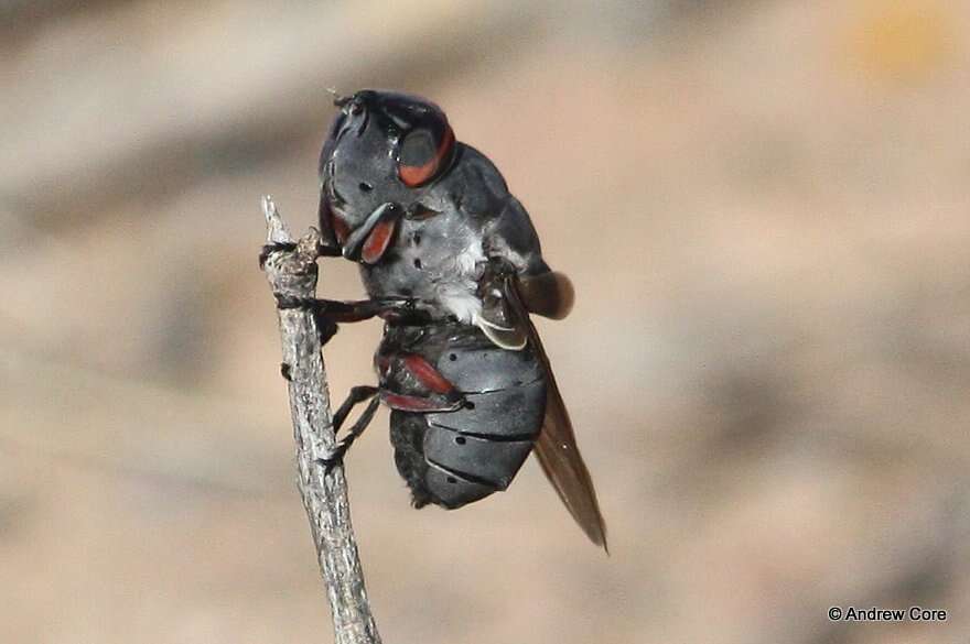 Cuterebra ruficrus (Austen 1933) resmi