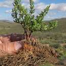 Cheilanthes robusta (Kunze) Tryon resmi