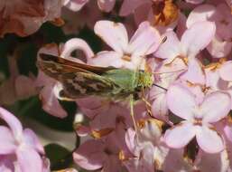 Image of Juba Skipper