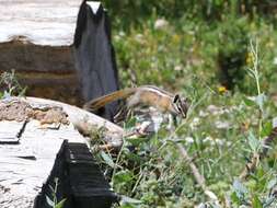 Image of Uinta Chipmunk