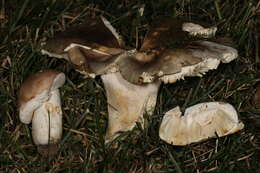 Image of Russula ionochlora Romagn. 1952