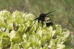 صورة Asclepias viridis Walt.