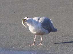 Image of Surf smelt