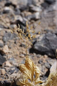 Image of Ripley's gilia