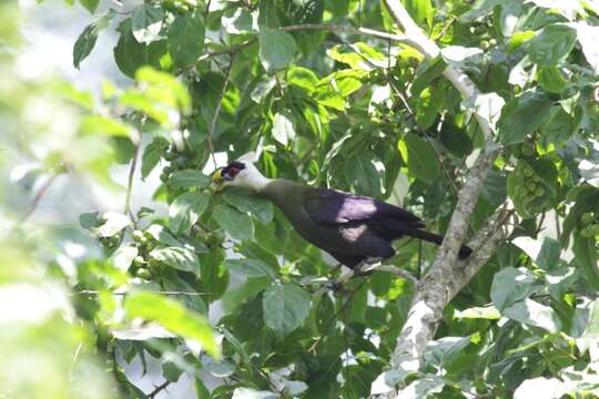 Image of White-crested Turaco