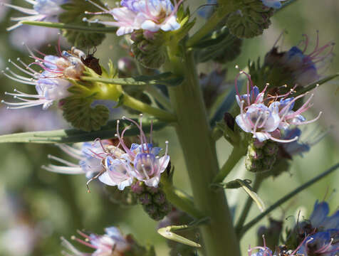 Echium virescens DC. resmi