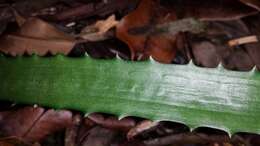 Image of Aloe rosea (H. Perrier) L. E. Newton & G. D. Rowley