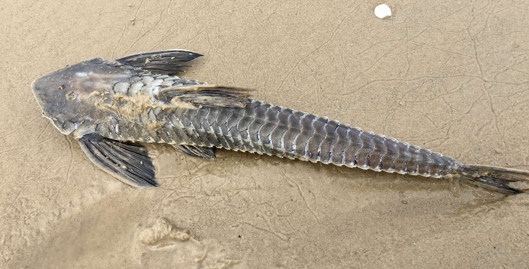 Image of Brochiloricaria chauliodon Isbrücker 1979