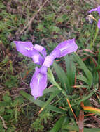 Image of Douglas iris