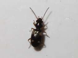 Image of Bembidion (Bembidion) quadrimaculatum (Linnaeus 1760)