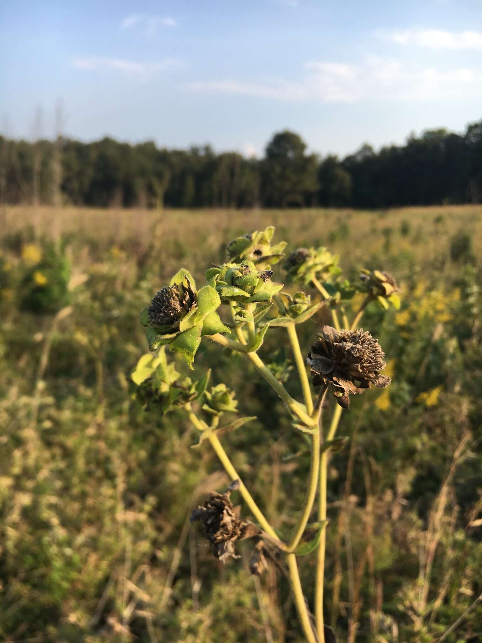 Image of <i>Silphium <i>integrifolium</i></i> var. integrifolium