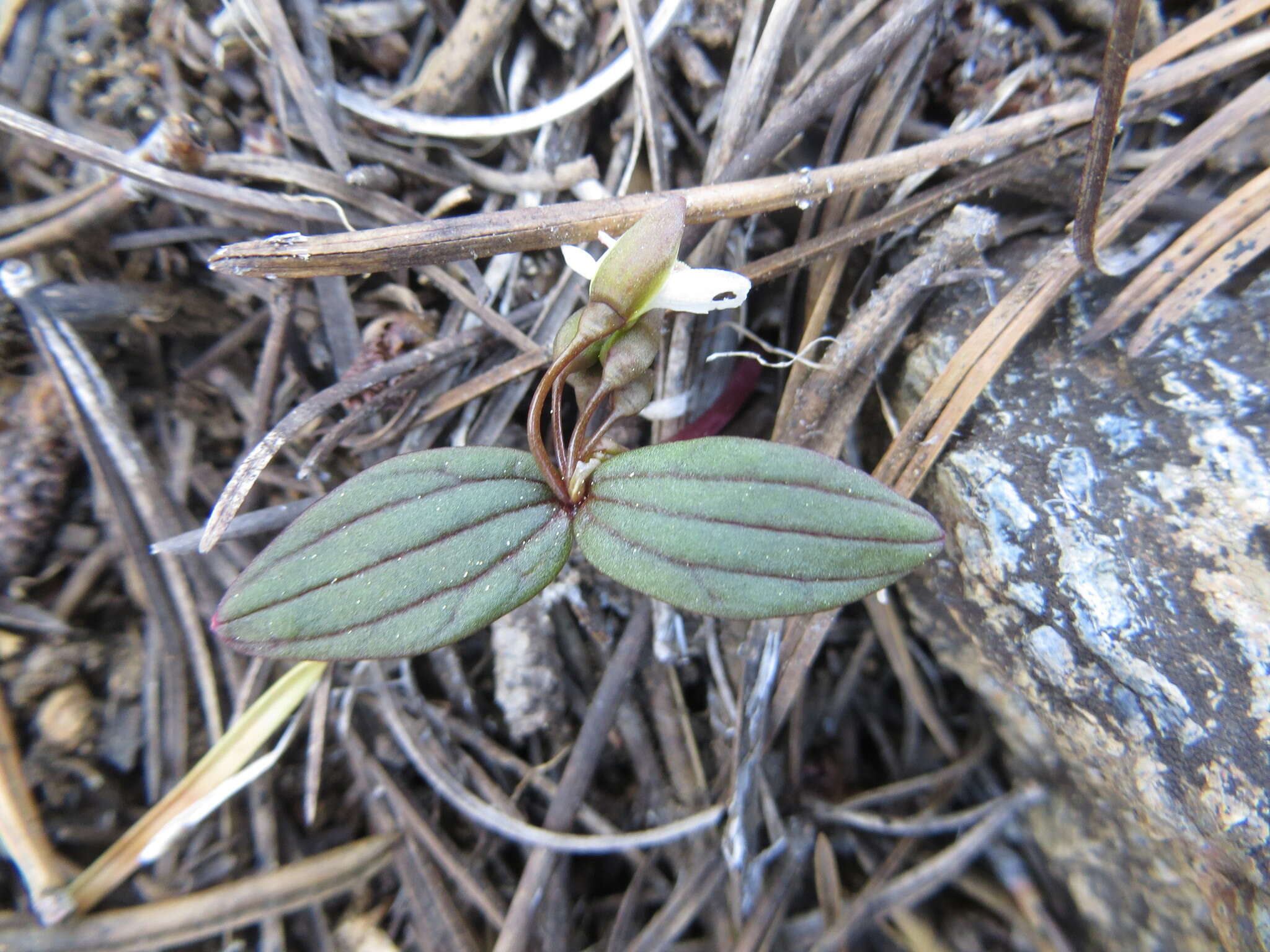 <i>Claytonia obovata</i> resmi