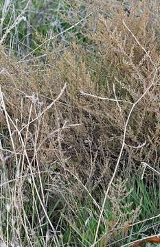 Image of Artemisia campestris subsp. glutinosa (Gay ex Bess.) Batt.