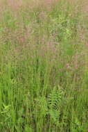 Imagem de Agrostis vinealis Schreb.