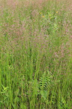 Imagem de Agrostis vinealis Schreb.