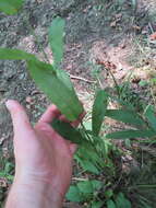 Penstemon alluviorum Pennell resmi