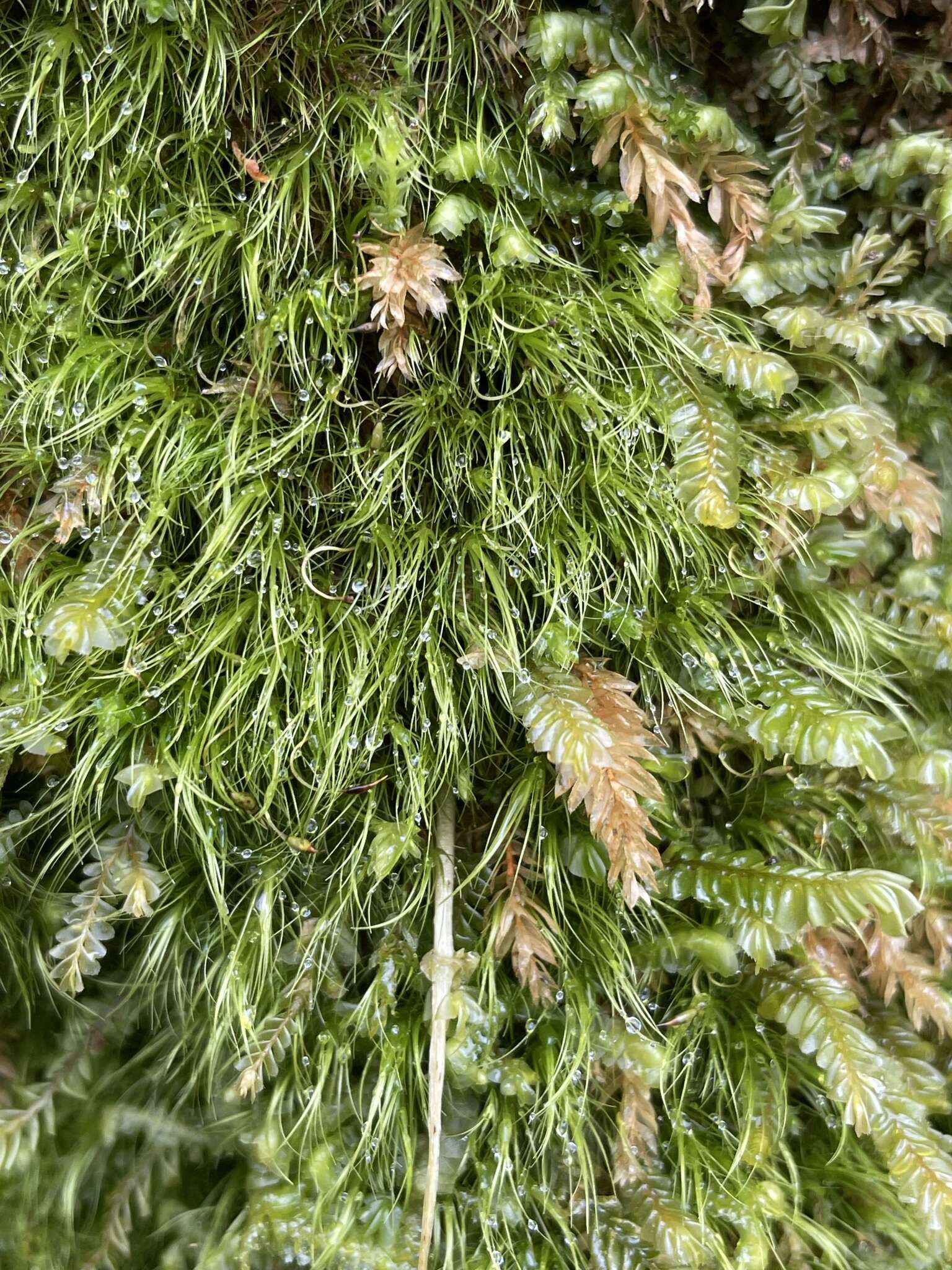 青毛苔的圖片