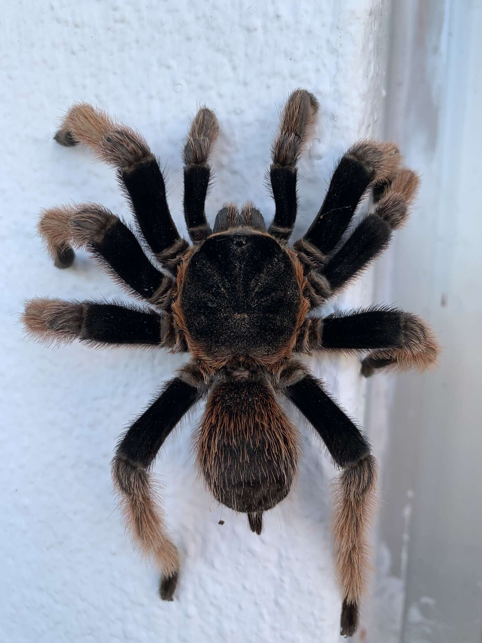 Image of Mexican Pink Tarantula