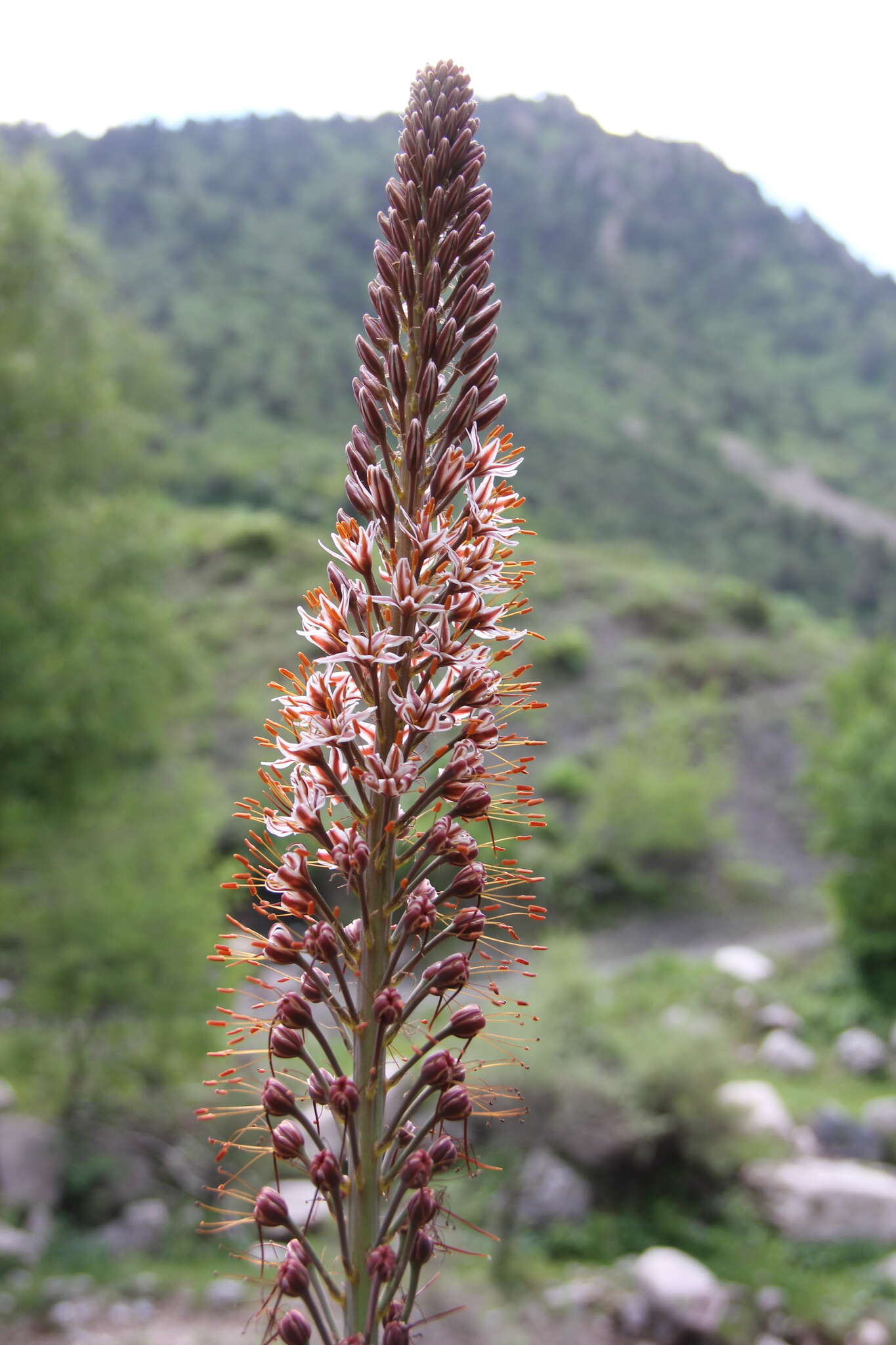 Image of Eremurus regelii Vved.