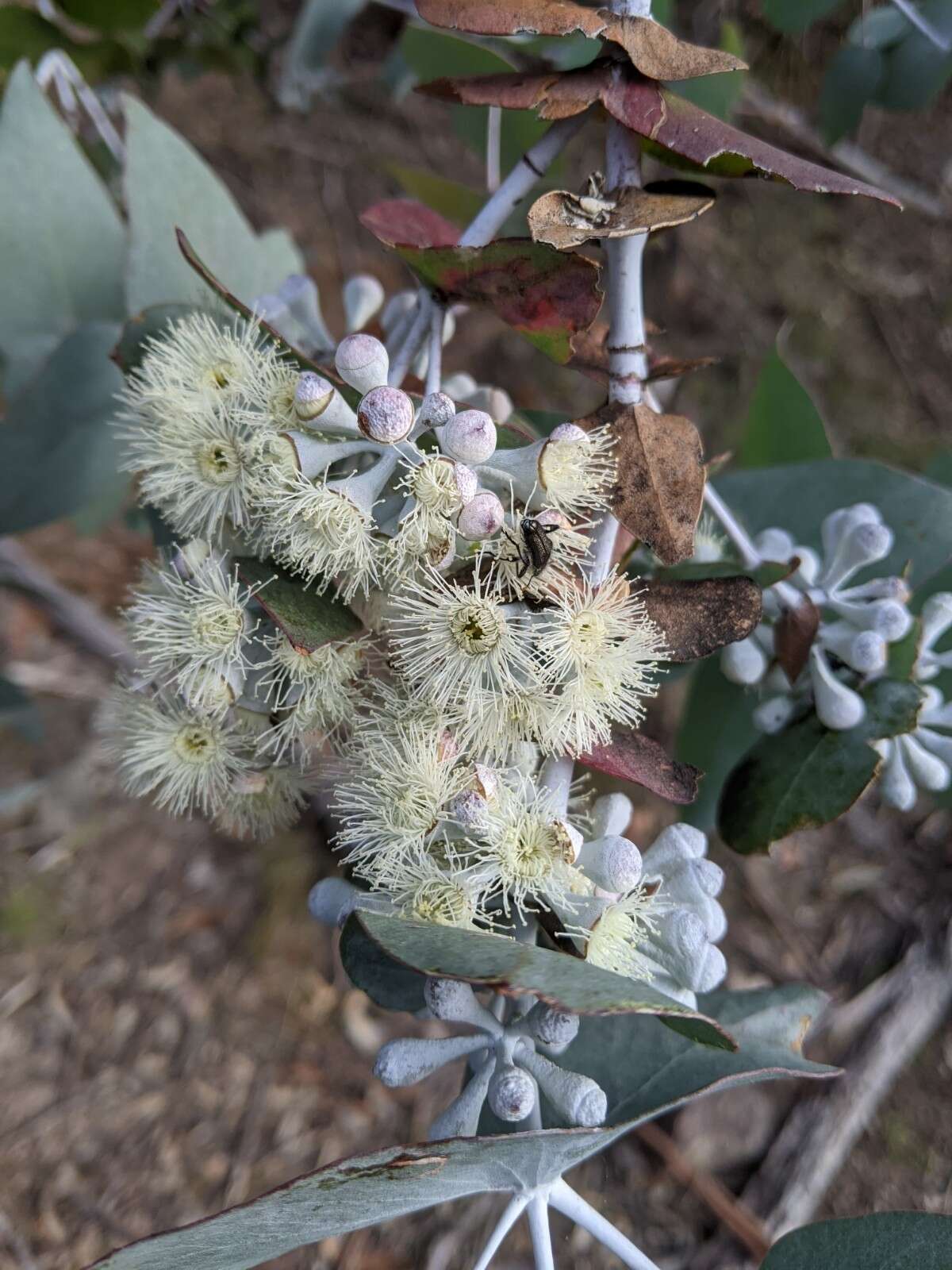 Image of Risdon peppermint gum