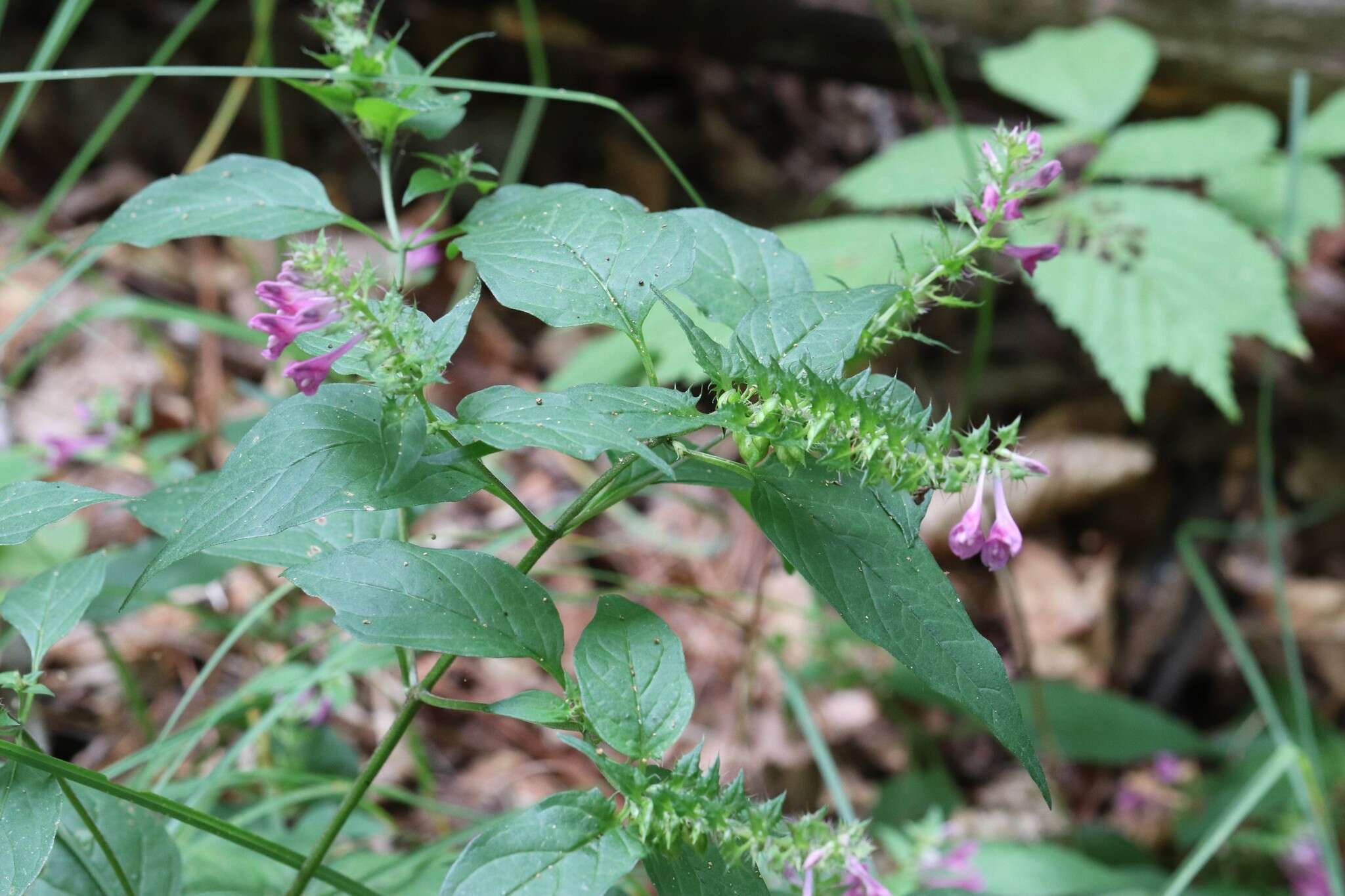 Image of Melampyrum roseum Maxim.