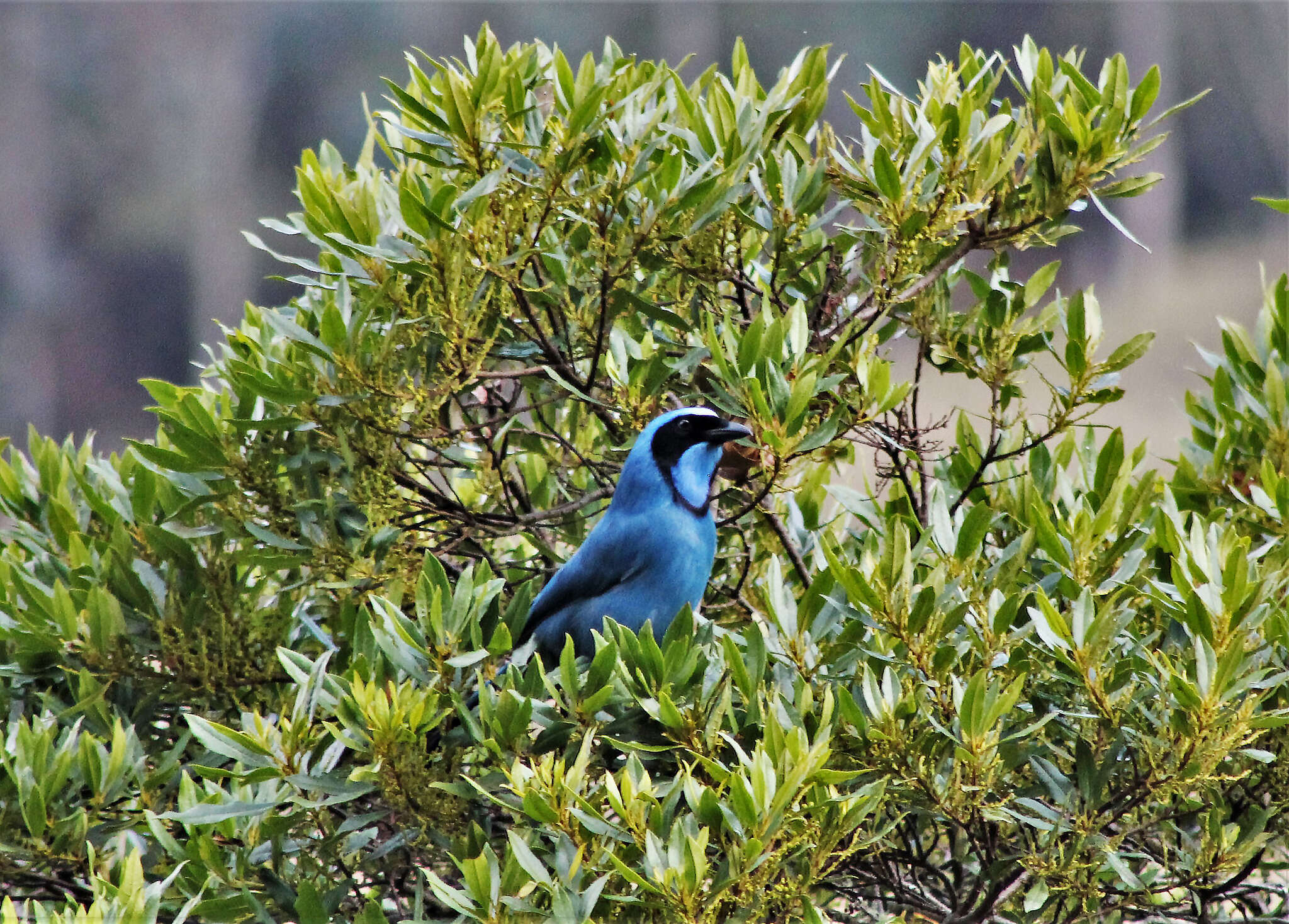 Image of Black-collared Jay