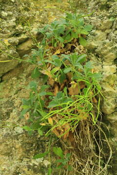 Image of Gray rockcress