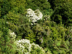 Olearia rani var. colorata (Colenso) Kirk resmi