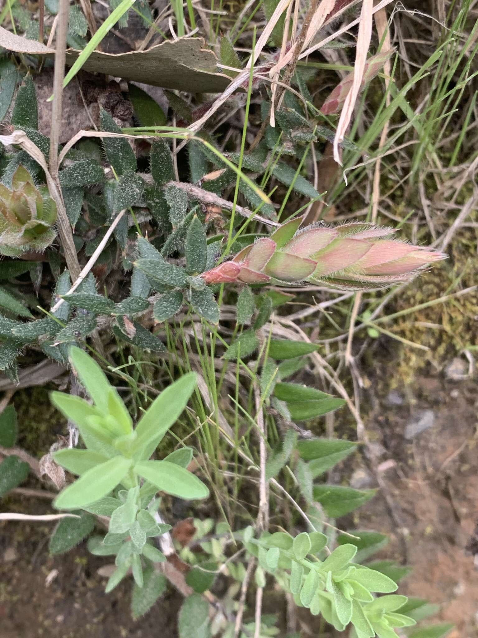 Image of Acrotriche prostrata F. Muell.