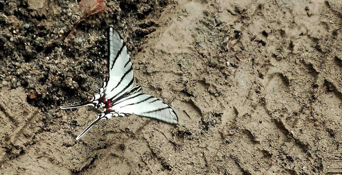 Image of Protographium epidaus (Doubleday 1846)