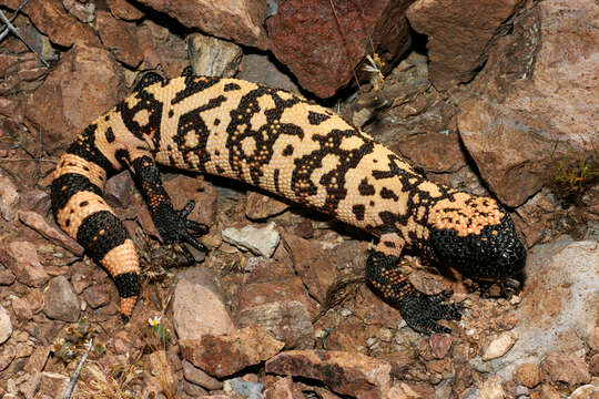 Image of Banded gila monster