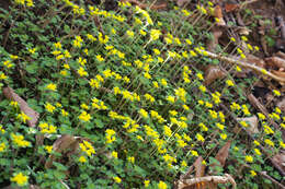 Image of Chrysosplenium pilosum var. sphaerospermum (Maxim.) Hara