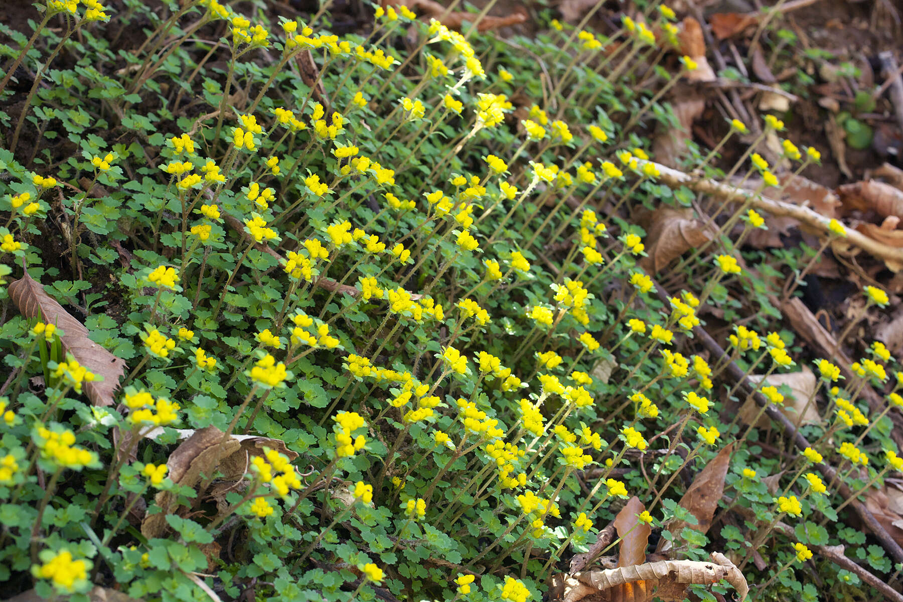 Image of Chrysosplenium pilosum var. sphaerospermum (Maxim.) Hara