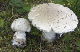 Image of Amanita strobiliformis (Paulet ex Vittad.) Bertill. 1866