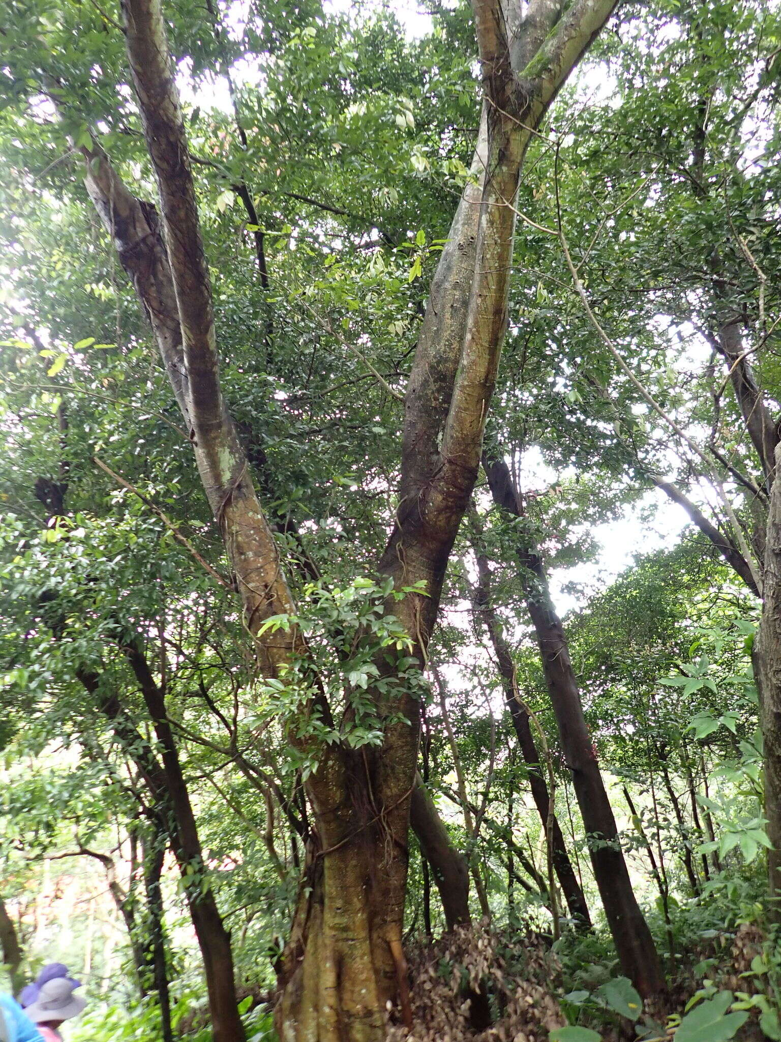 Plancia ëd Ficus caulocarpa Miq.