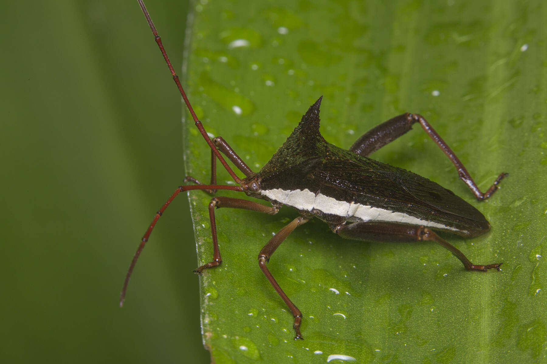 Image of Aspilosterna albovittata (Stål 1865)