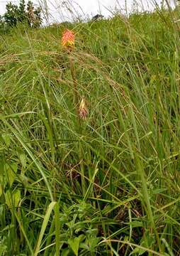 Image of Common red hot poker