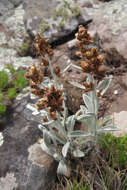 Sivun Gamochaeta stachydifolia (Lam.) Cabrera kuva