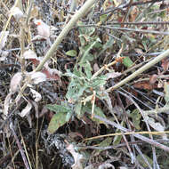 Image of longstem buckwheat