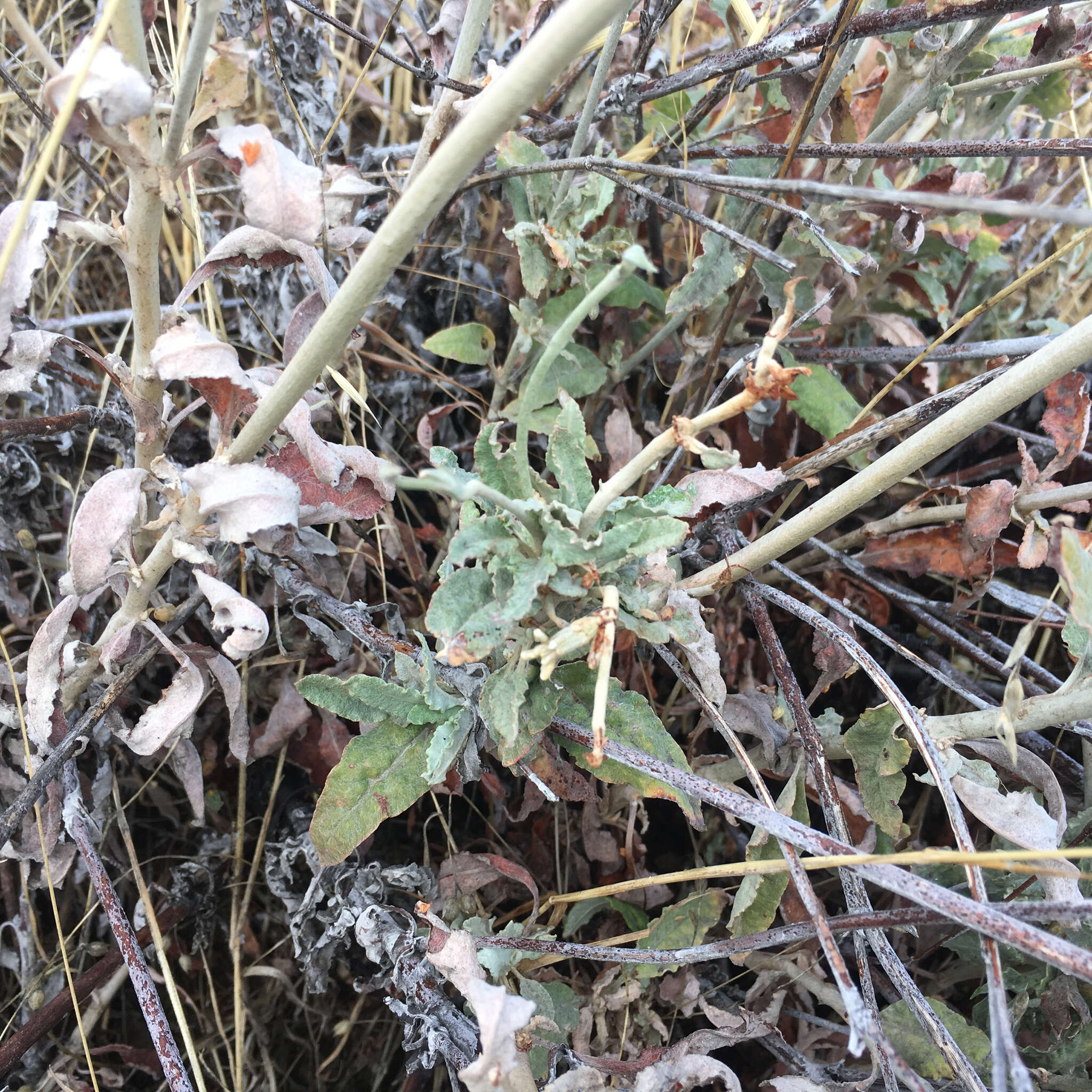 Image of longstem buckwheat