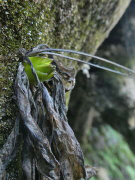 Pinguicula caussensis (Casper) Roccia的圖片